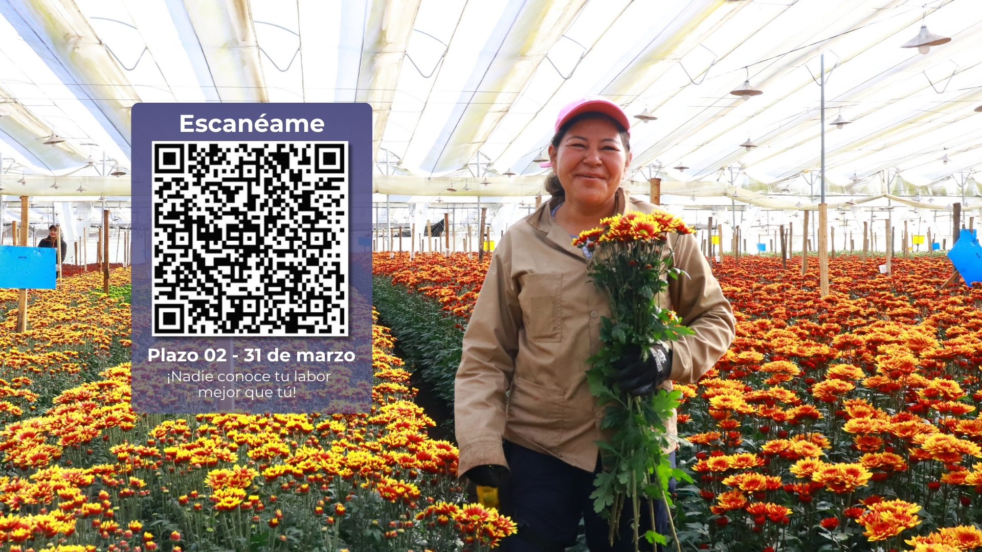 Segundo Pulso de Clima Organizacional 2026: Tu voz escribe el próximo capítulo de nuestra historia en Elite