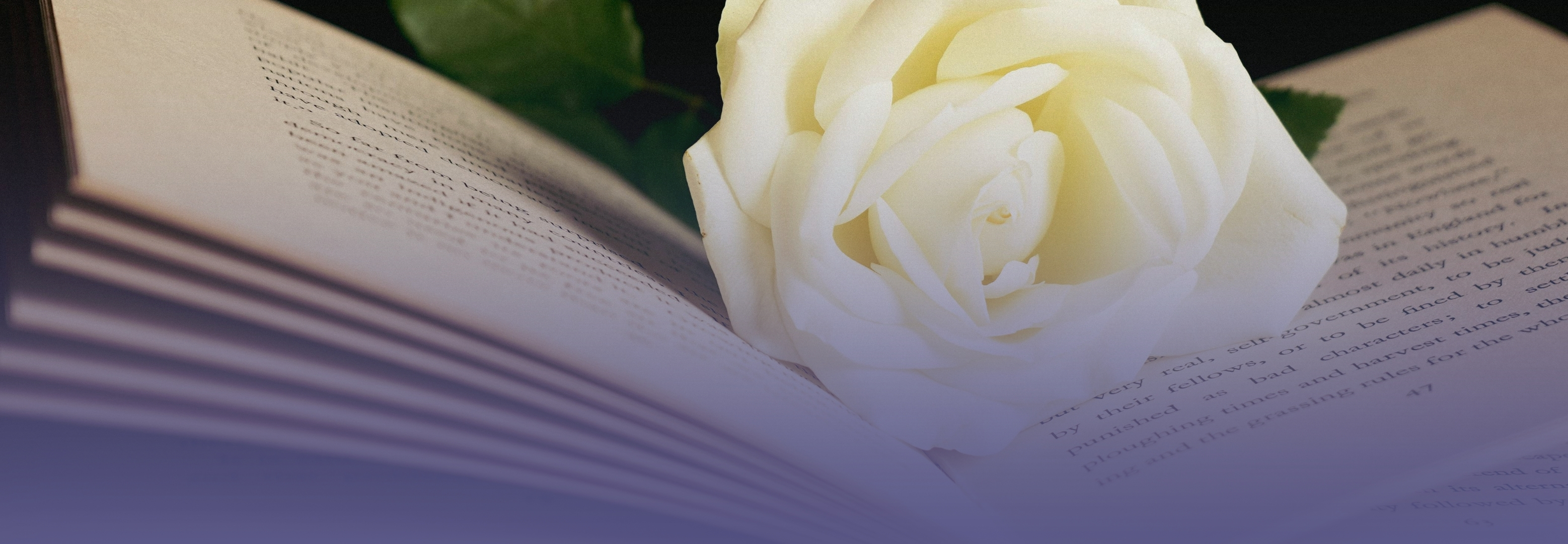 Letras que florecen: Un tributo a la palabra y al detalle